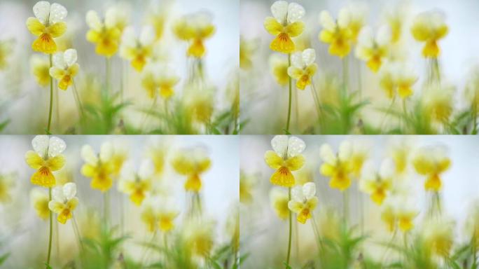 抽象春天的花朵在风的背景中摇曳。浅底。黄白色小田花露珠