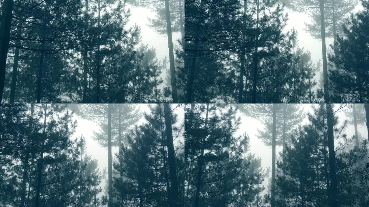 黑暗森林中的雾黑暗森林中的雾