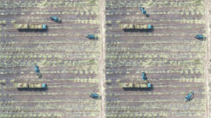 鸟瞰图收获机砍伐成熟的甘蔗作物，准备运输和精制