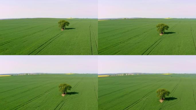 绿色麦田中间的空中孤立树