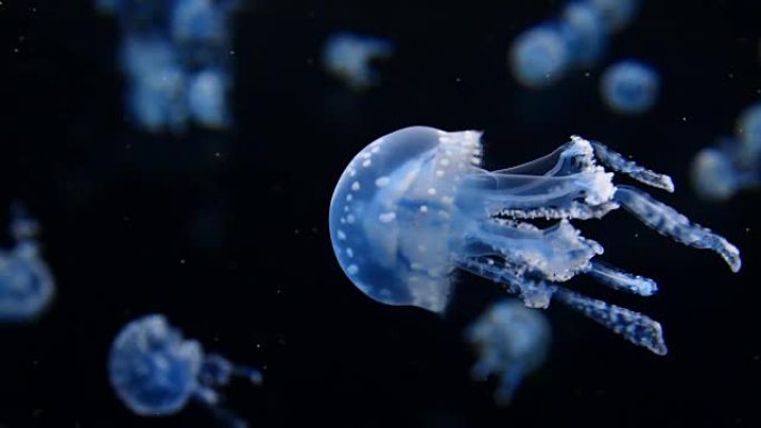 水母海底生物水母透明发光生物活动浮游水生