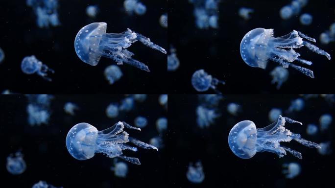 水母海底生物水母透明发光生物活动浮游水生