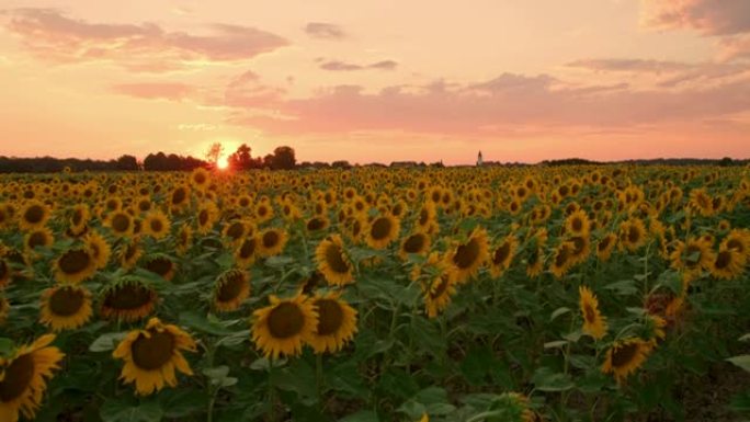 WS向日葵生长在田园诗般的宁静，日落时分的乡村田野，斯洛文尼亚