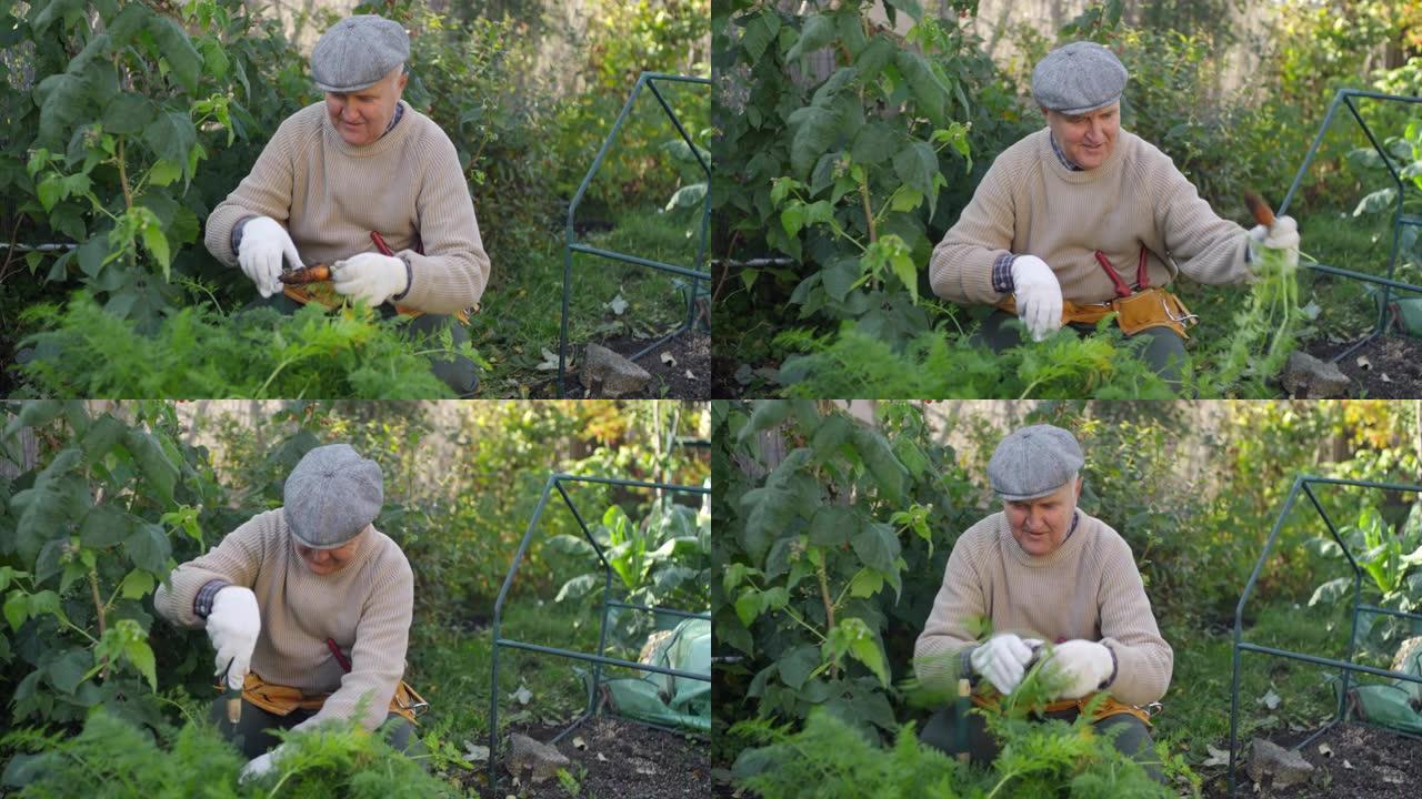 白人老人在菜园收获胡萝卜