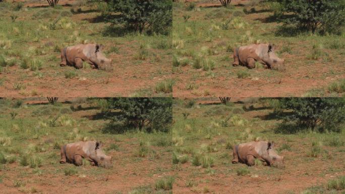 一只可爱的白犀牛小牛躺在灌木丛中睡觉