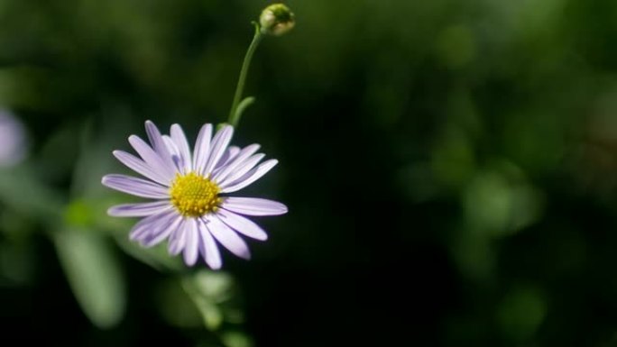 花园里的紫色花小雏菊白色野花花