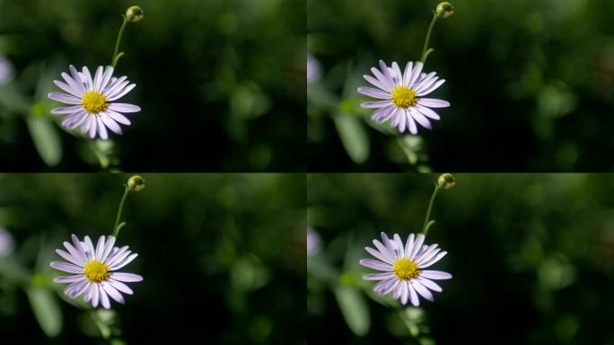 花园里的紫色花小雏菊白色野花花