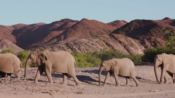 纳米比亚纳米布沙漠Hoanib山谷中行走的五只沙漠大象的4k特写视图