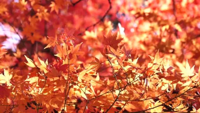 日本秋叶染红红叶树叶树枝秋季秋日