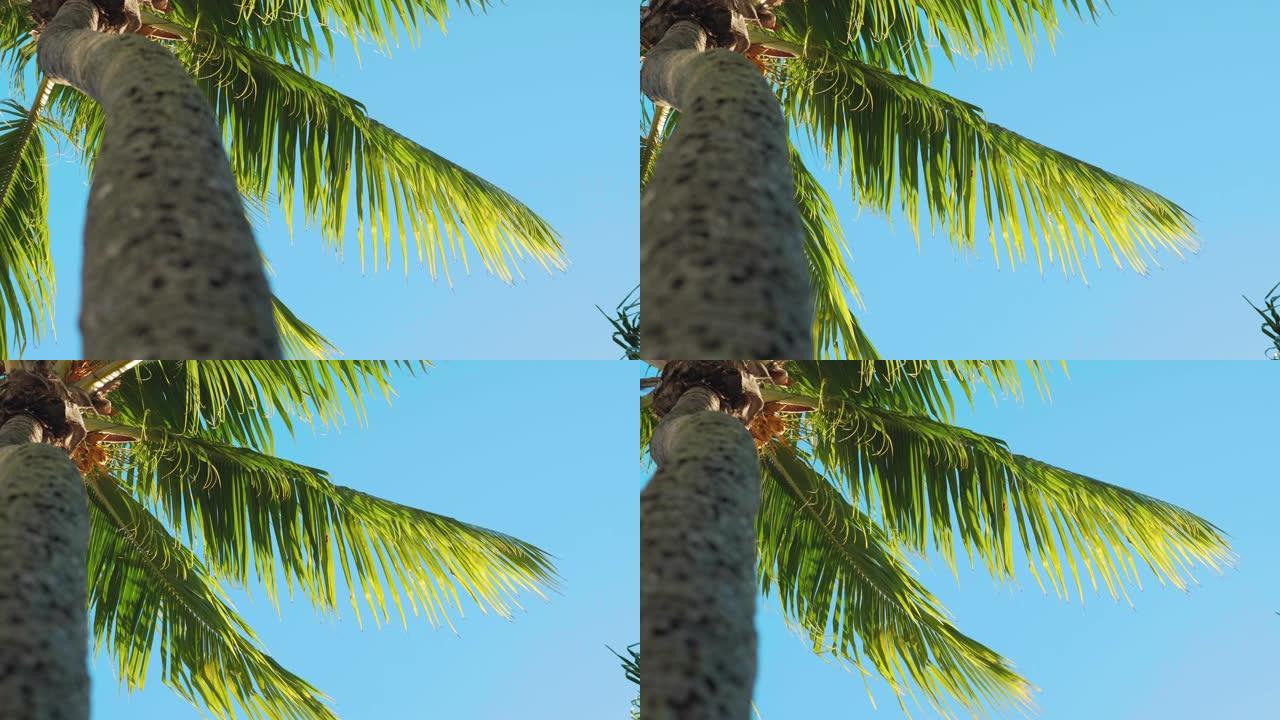 棕榈树再次成为佛罗里达州美丽的晴空