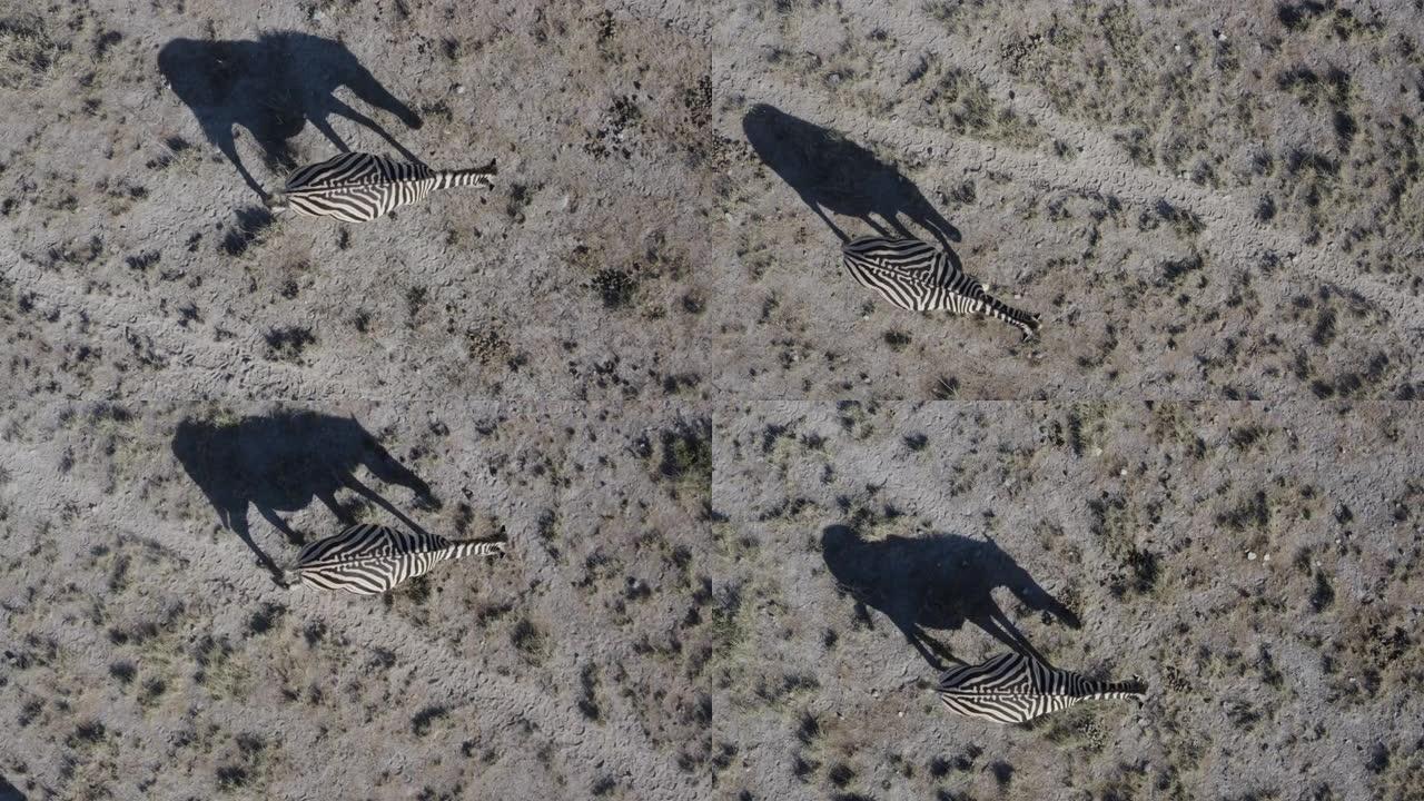 一只雌性斑马的特写直下鸟瞰图，当她走在博茨瓦纳Makgadikgadi平底锅上使用良好的动物轨道上时