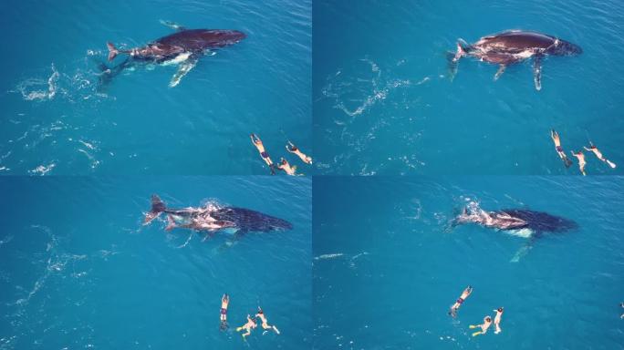 鸟瞰海洋中的鲸鱼在它的小狗旁边游泳，这样它就可以保护它，爱它并让它成长。