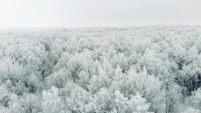 从顶部看。冬季在雪中空中冰冻的松树和杉树。