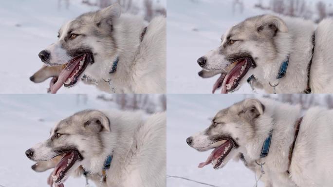 SLO MO LS雪橇犬在雪地里奔跑