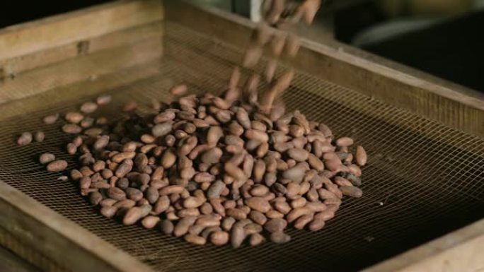 古代手工加工和烘焙咖啡豆，然后在阳光下干燥，生产可可粉和巧克力。