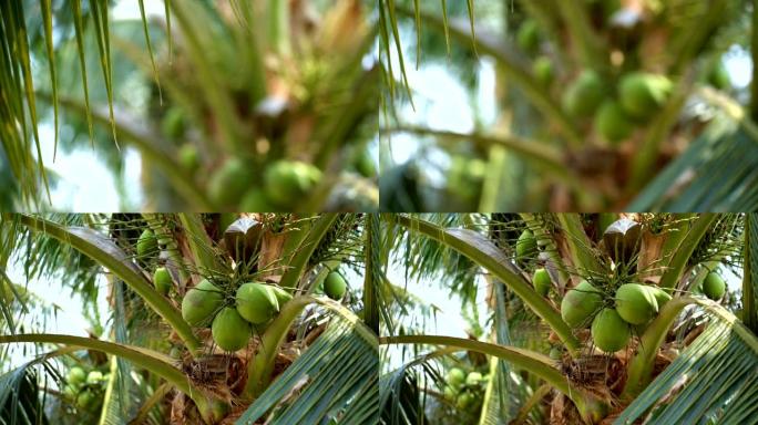 用椰子平移转移焦点椰子树。