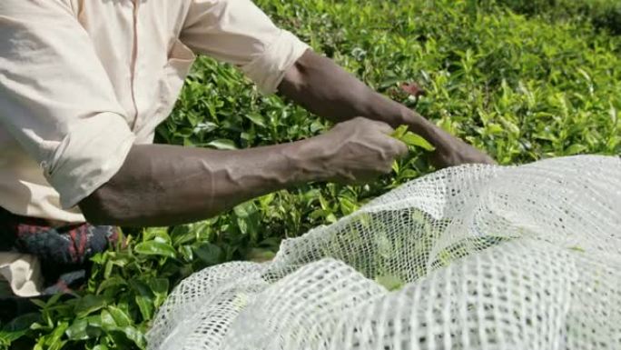 曼女士收获新鲜的绿色茶叶，斯里兰卡