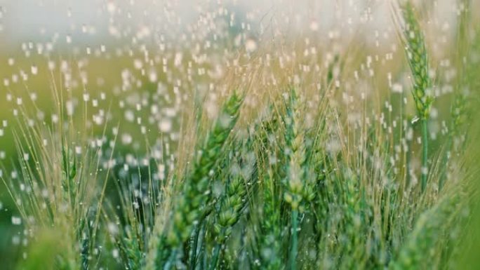 SLO MO雨落在绿色麦田上