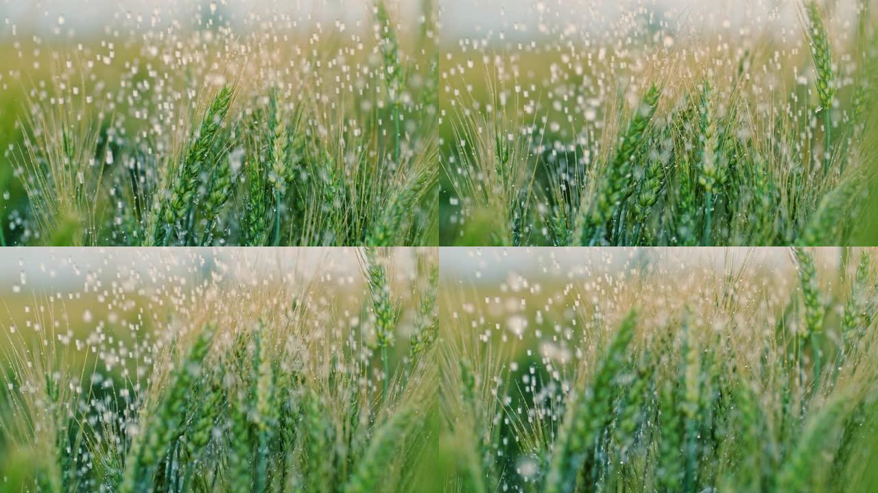 SLO MO雨落在绿色麦田上
