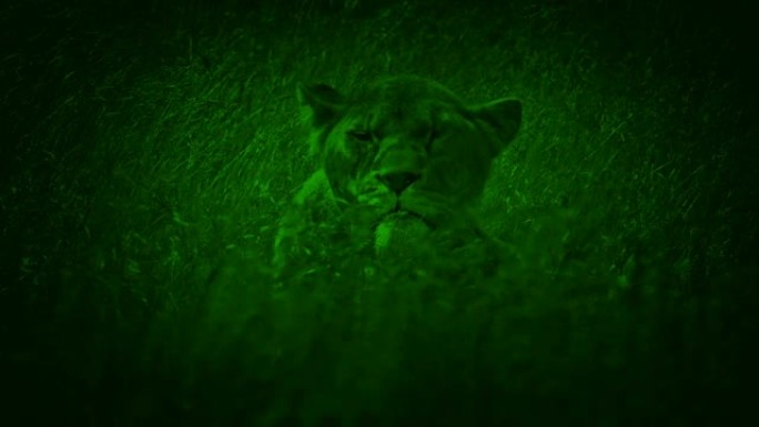 夜景母狮在长草中抬头