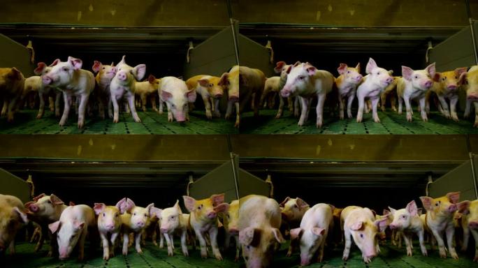 猪纯种幼犬在栅栏好奇的饲养员看着相机，并努力地窥探。