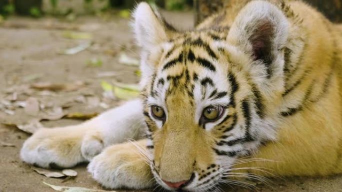 森林里一只老虎幼崽的肖像。