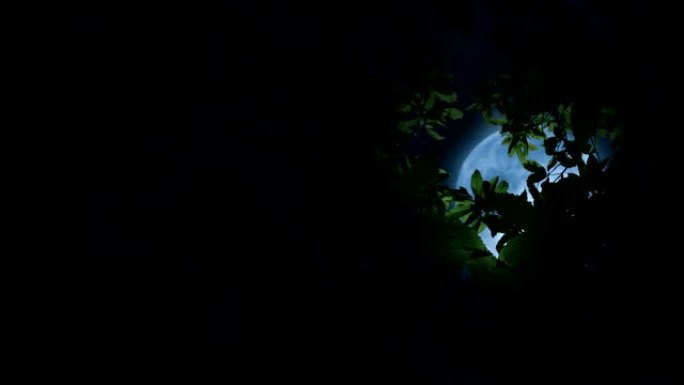 月亮照亮树枝蓝色月光超级月亮举头望明月