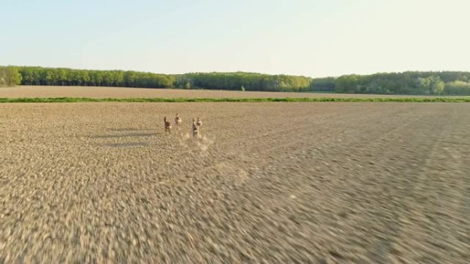 WS鹿在斯洛文尼亚阳光明媚的乡村田野中奔跑