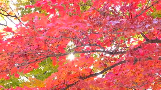 秋叶秋林自然风光枫叶