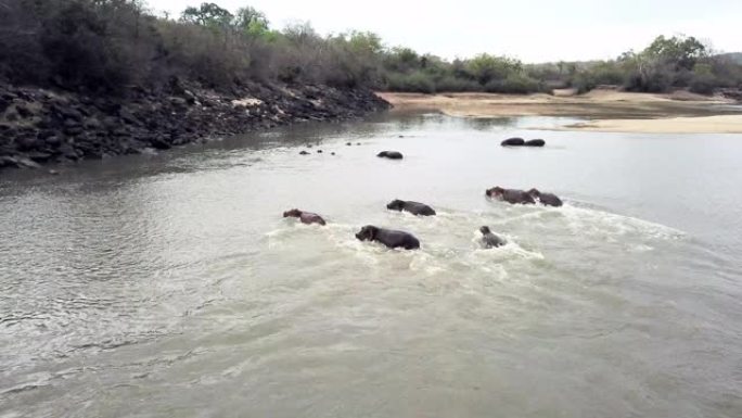 河马每天在水中浸泡长达16个小时