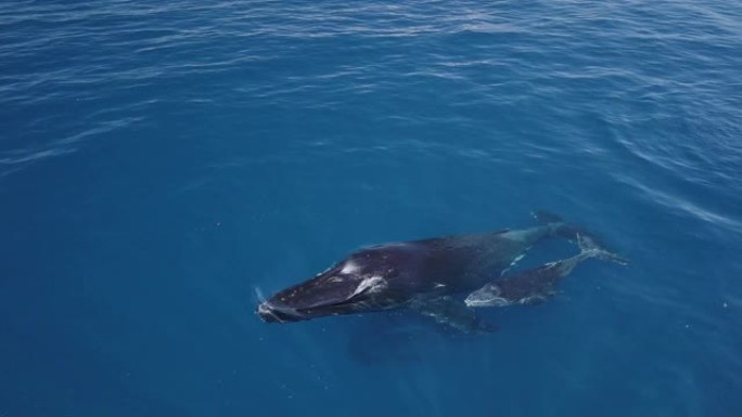 鲸鱼在蓝色海洋中游泳时的一个家庭。