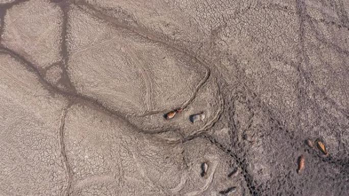 博茨瓦纳奥卡万戈三角洲恩加米湖因干旱和气候变化而干涸时，一头奶牛被困在厚厚的泥土中，被尸体包围