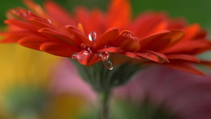水滴落在红色雏菊非洲菊的花瓣上。慢动作镜头