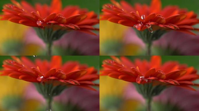 水滴落在红色雏菊非洲菊的花瓣上。慢动作镜头