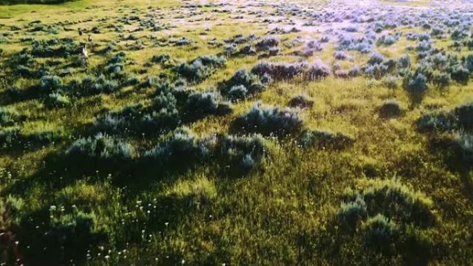 无人驾驶飞机飞得很近，跟随野鹿在令人惊叹的田园诗般的草丛景观草原平原上开满鲜花。
