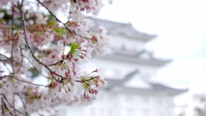 日本春樱和城堡的樱花盛开