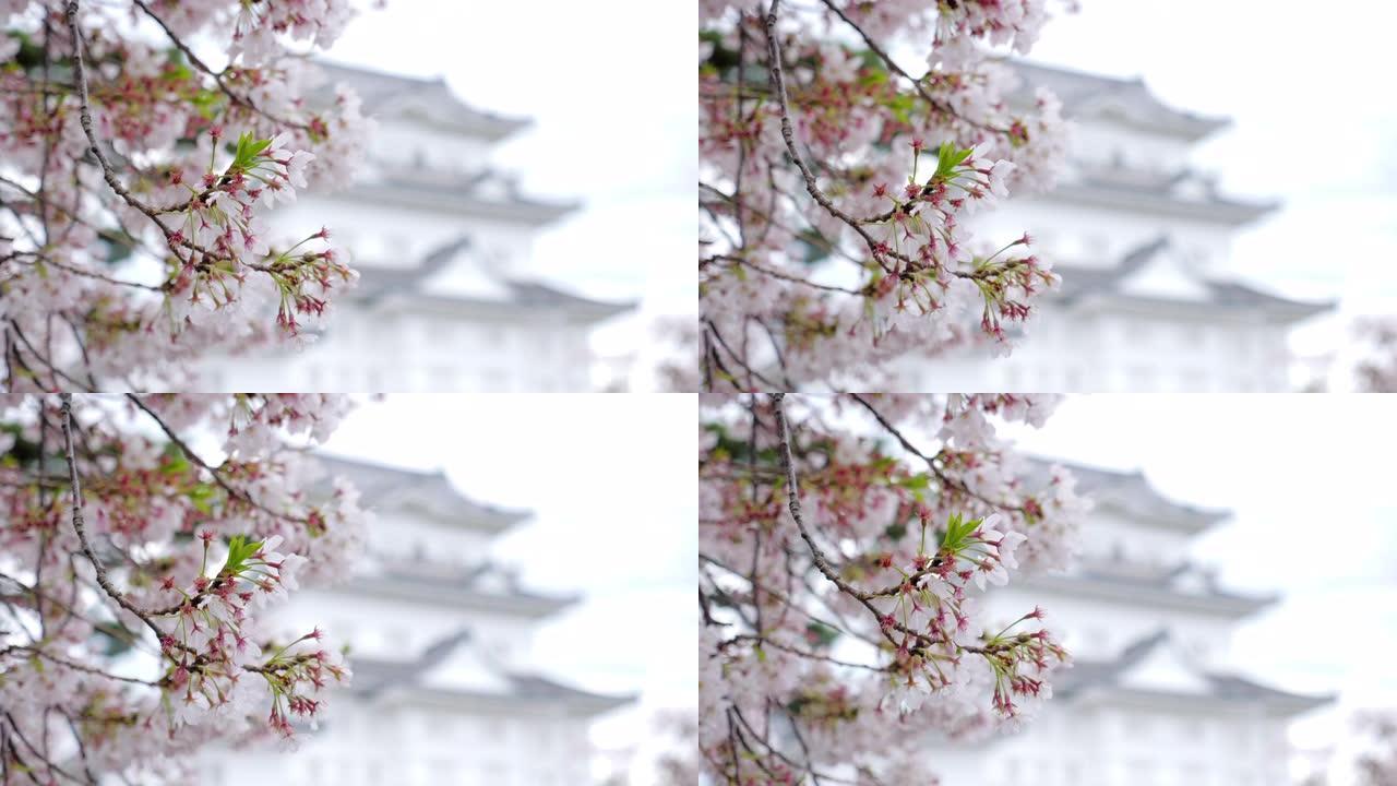 日本春樱和城堡的樱花盛开