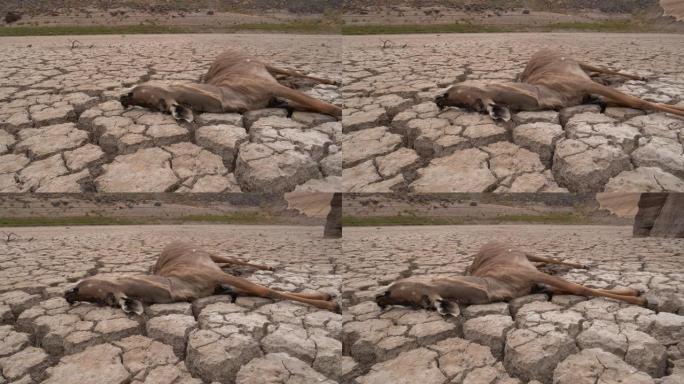 4k近距离平移一只死于口渴的羚羊，躺在因气候变化和全球变暖造成的干旱而干dried的大坝破裂的泥地板