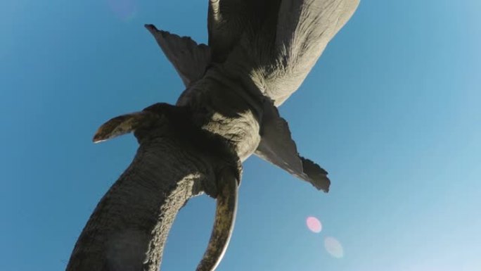4K惊人的超特写低角度视图大象在水坑喝水，博茨瓦纳