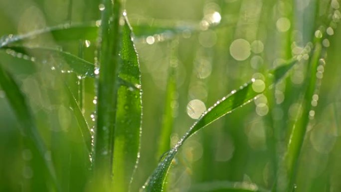 穿越绿色植物的宏观世界。超放大了覆盖着晶莹剔透的晨露的草叶。滑块镜头，4K