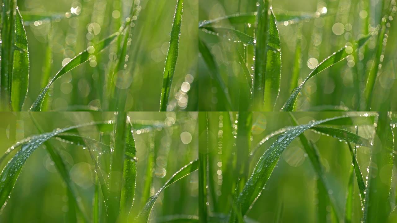 穿越绿色植物的宏观世界。超放大了覆盖着晶莹剔透的晨露的草叶。滑块镜头，4K