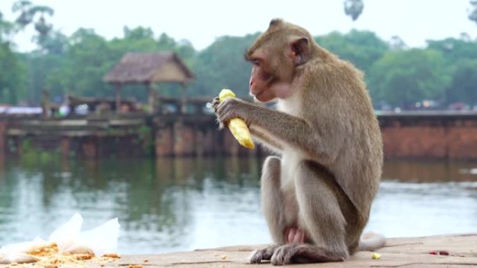 猴子喜欢吃食物猴子喜欢吃食物