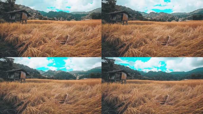 泰国清迈稻田上的小屋
