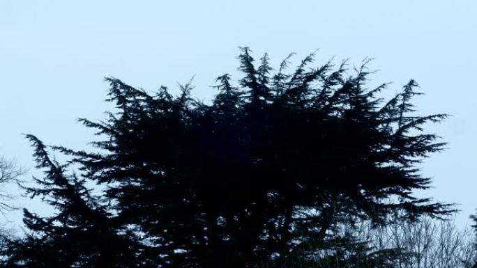 阴天微风中的尖刺树