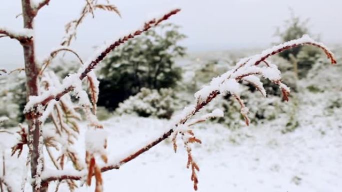 被雪覆盖的树枝。冬季拍摄。