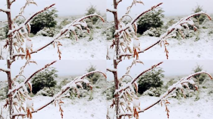 被雪覆盖的树枝。冬季拍摄。