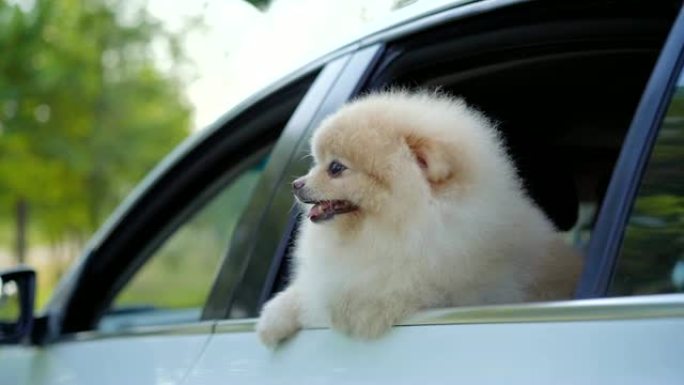 SLO MO-Pomeranian从车窗向外看