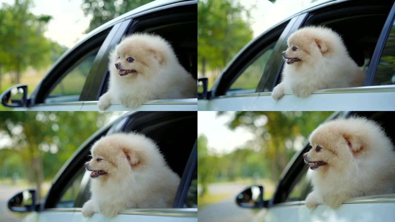 SLO MO-Pomeranian从车窗向外看