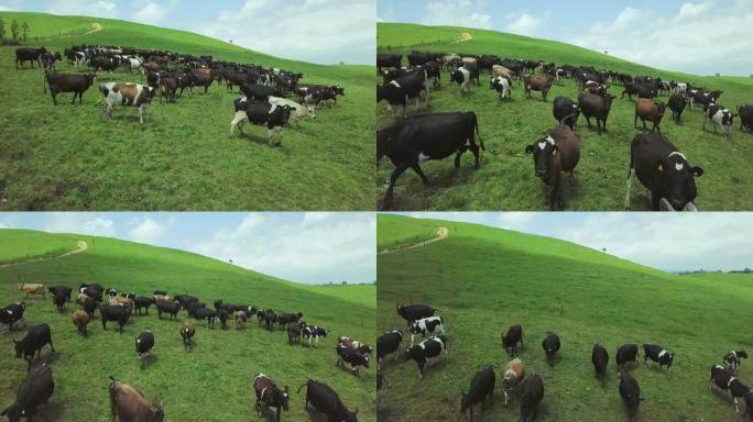 在绿色牧场上放牧的母牛的无人机射击