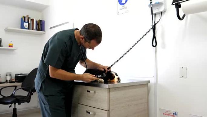 兽医用耳镜检查小狗的耳朵